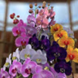 Meet your Posher, Santa rosa amanda